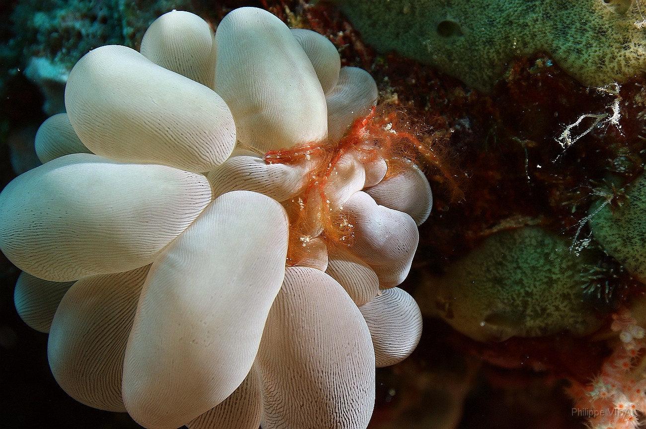 Raja Ampat 2016 - Achaeus japonicus or Oncinopus sp1 - Oranguton crab - Crabe orang outan - IMG_4636_rc.jpg